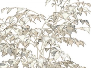 birch 3Dモデル