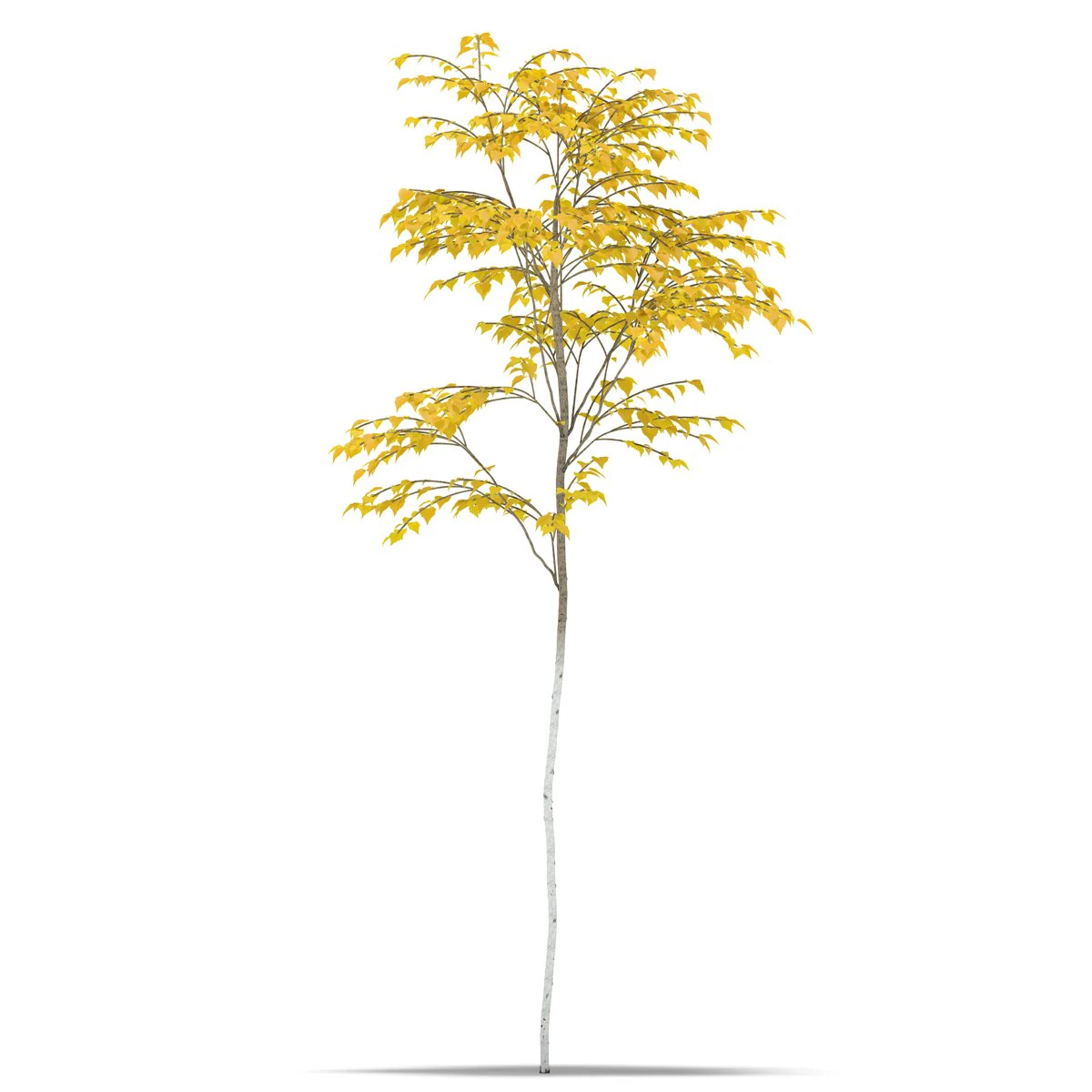 birch 3D Model .c4d .max .obj .3ds .fbx .stl .blend 
