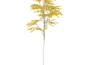 birch Modelo 3D
