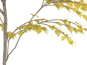 birch 3D Model
