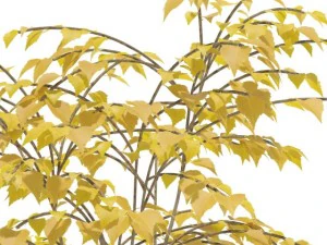 birch 3D Model