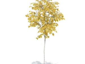 birch 3D Model