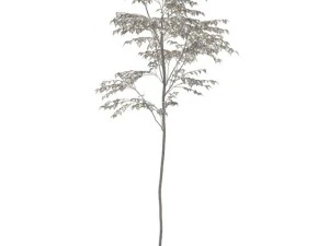 birch 3D Model