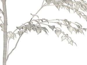 birch 3D Model
