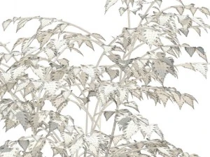 birch 3D Model