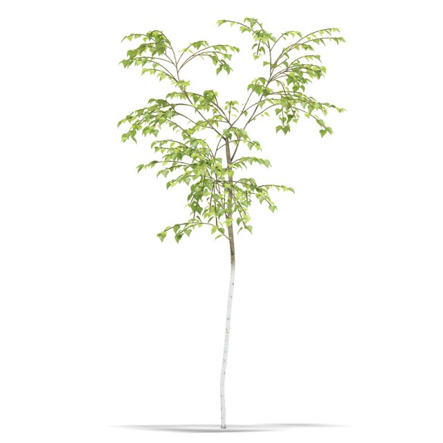 birch 3D Model .c4d .max .obj .3ds .fbx .stl .blend 