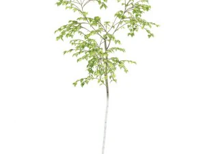 huş ağacı 3D Model