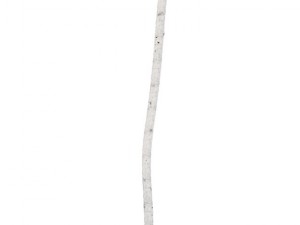 birch 3D Model