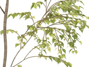birch 3D Model