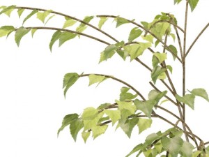 birch 3D Model