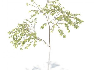 birch 3D Model