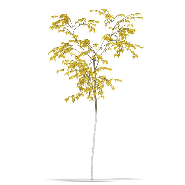 birch 3D Model .c4d .max .obj .3ds .fbx .stl .blend 