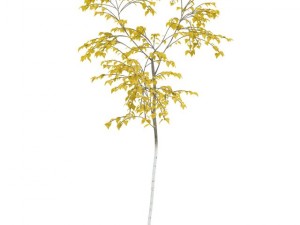 birch 3D Model