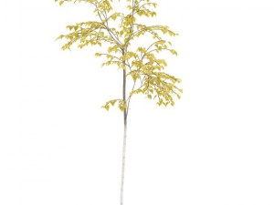 birch 3D Model