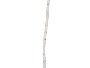 birch 3D Model