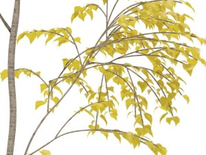 birch 3D Model