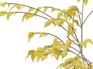 birch 3D Model