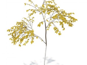 birch 3D Model