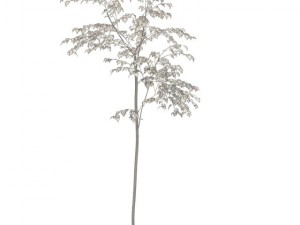 birch 3D Model