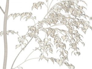 birch 3D Model