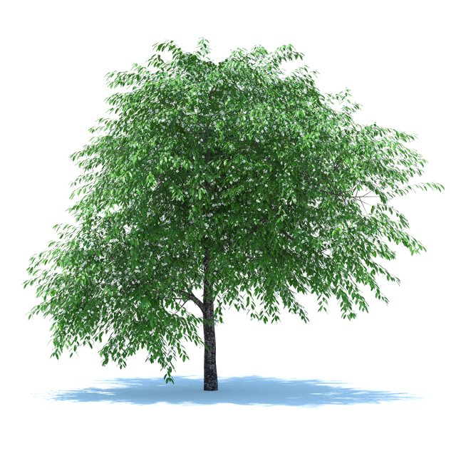 cherry blossomed 3D Модель .c4d .max .obj .3ds .fbx .stl .blend 