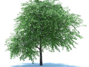 cherry blossomed Model 3D