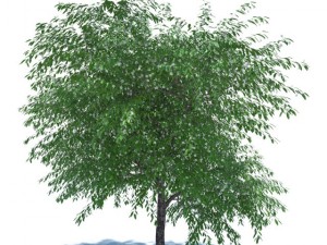 cherry blossomed 3D Модель