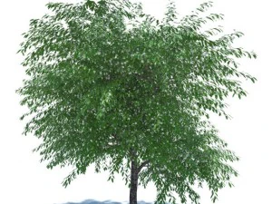 cherry blossomed 3D Model