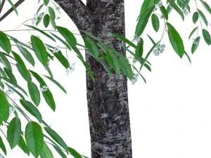cherry blossomed 3D Model