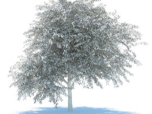 cherry blossomed 3D Модель
