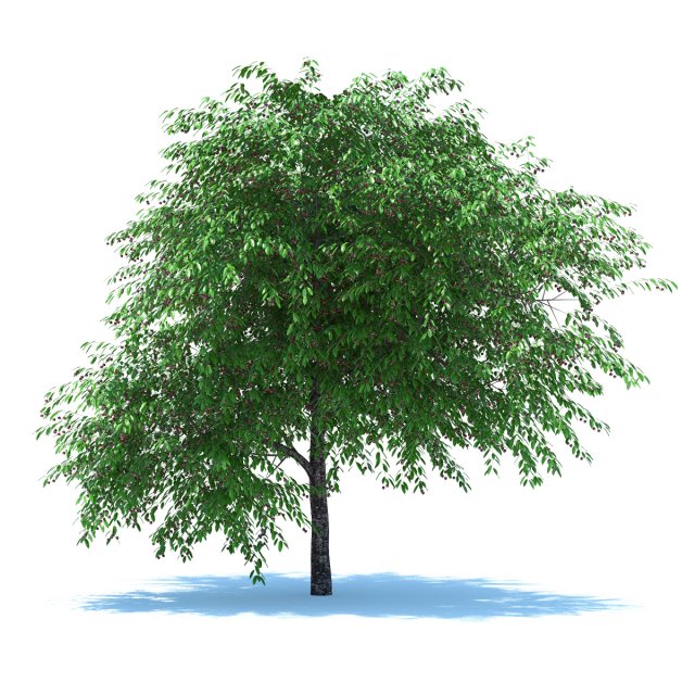 cherry tree with berries 3D Model .c4d .max .obj .3ds .fbx .stl .blend 