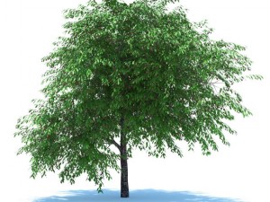 cherry tree with berries Model 3D