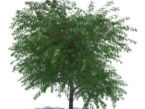 cherry tree with berries 3D Model