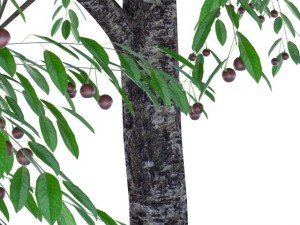 cherry tree with berries 3D Model