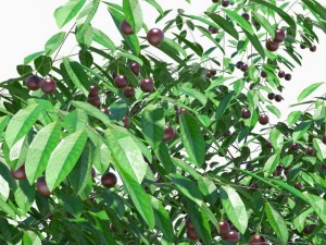 cherry tree with berries 3D Model