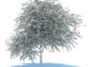 cherry tree with berries 3D Model