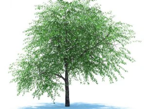 樱花树开了 3D 模型