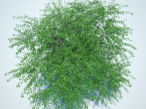 cherry tree blossomed Model 3D