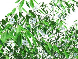 cherry tree blossomed Model 3D