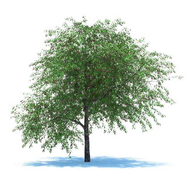 cherry tree with berries 3D Model .c4d .max .obj .3ds .fbx .stl .blend 