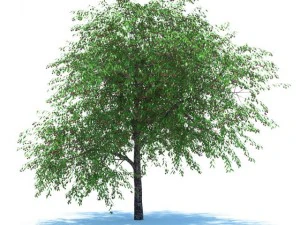 열매가 달린 벚나무 3D 모델