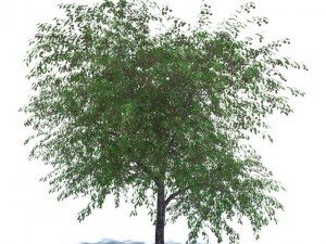 cherry tree with berries 3D Model