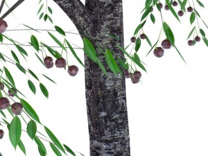 cherry tree with berries 3D Model