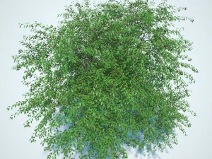 cherry tree with berries 3D Model