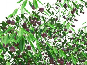 cherry tree with berries 3D Model