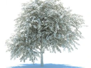cherry tree with berries 3D Model