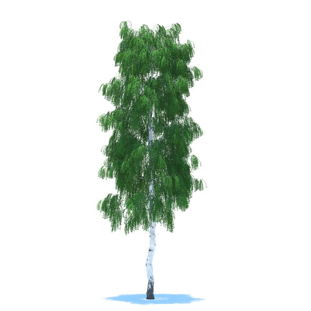 birch Model 3D .c4d .max .obj .3ds .fbx .stl .blend 