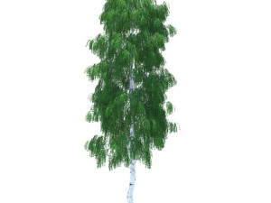 birch Model 3D