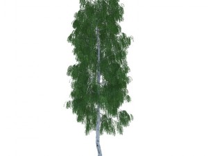 birch Model 3D