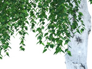 birch Model 3D